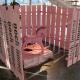 Ein rosarotes Schaukelpferdchen ist eingesperrt in einem rosafarbenen Zaun mit der Aufschrift "noch immer"
